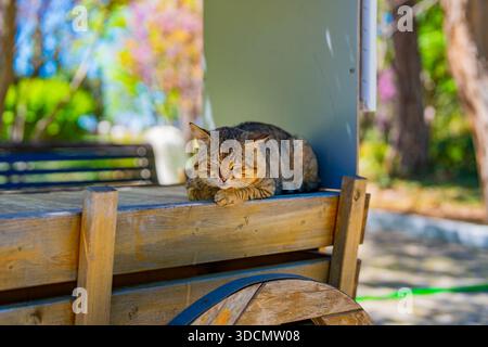 A stray cat sleeps peacefully on a wooden cart in the park, comfortably stretched out. The cat's coat is a mixture of brown and black with white fleck Stock Photo