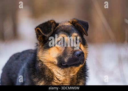 A homeless dog stands in a winter forest, its brown and black fur contrasting with the snowy landscape. The dog's contemplative gaze and solitary pres Stock Photo