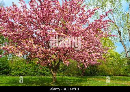 Stunning wide shot of a large cherry tree covered in vibrant pink blossoms. Located in a lush green public park with walking paths Stock Photo