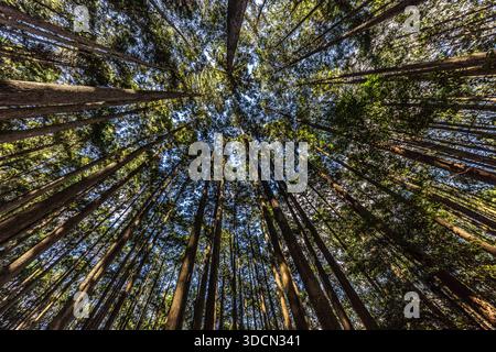 Looking up while forest bathing. Tall trees tower into the sky in a forest in Tanabe., Wakayama Prefecture, Japan Stock Photo