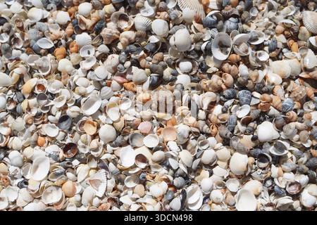 Travel romania constanta black sea seashells and shell fragments forming a natural texture on sand Stock Photo