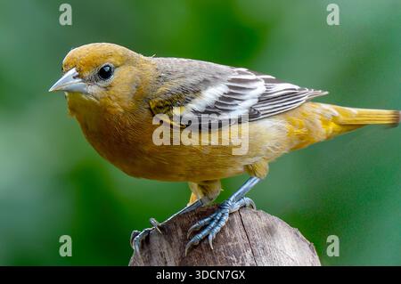 SAN GERARDO DE RIVAS, SAN JOSÉ PROVINCE, COSTA RICA: A female Baltimore Oriole (Icterus galbula) in the garden at Talamanca Nature Reserve. Stock Photo