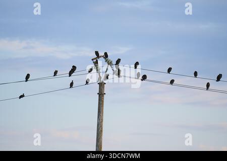 Travel romania tulcea sulina danube delta black sea a group of cormorants perching on utility poles and wires under a blue sky, reflecting wildlife Stock Photo