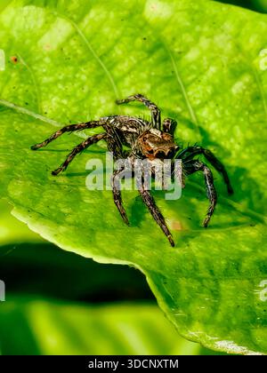 Macro Shot of Jumping Spider Perched on Vibrant Green Leaf in Nature. Stock Photo