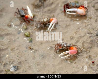 Group of Fiddler Crabs with large, colorful claws emerging from their burrows on a muddy tidal flat Stock Photo