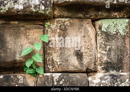 Green vine climbing old stone wall ancient masonry texture nature growth resilience contrast life rough surface historic architecture detail backgroun Stock Photo
