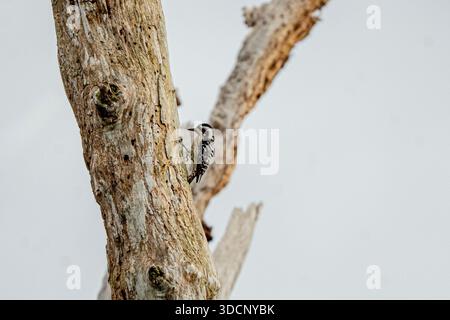A woodpecker forages high on a tall, weathered tree trunk against a clean, bright white sky. Stock Photo