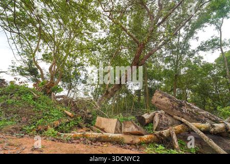 Piles of cut timber and logs on the edge of a lush green forest clearing, showing deforestation or wood harvesting. Stock Photo