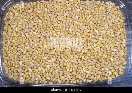 pearled wheat grains, wheat kernels that have gone through a polishing process (pearling) to remove the tough outer bran and hull, making them cook fa Stock Photo