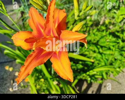 lily-latin-name-lilium-orange-