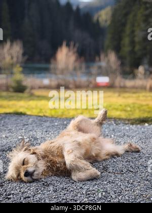 Cute fluffy dog sleeping on its back on a gravel path near a lake, enjoying a peaceful sunny day in a natural outdoor setting. Stock Photo
