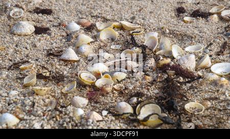Scattered seashells lie on sandy ground surrounded by small algae fragments. Stock Photo