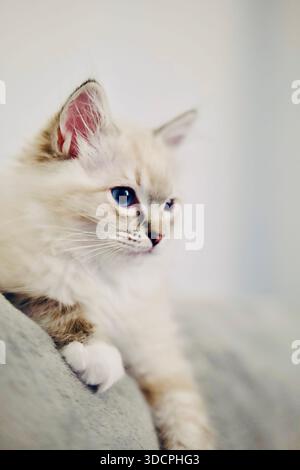 Lynx Point Ragdoll a variation of the Ragdoll cat, distinctive tabby (striped) markings on the ears and face. Pedigree designer kitten. Stock Photo