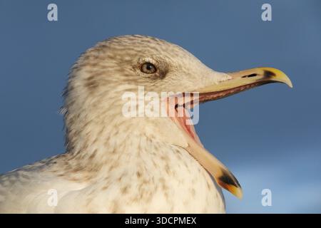 Herring gull skull larus argentatus hi-res stock photography and