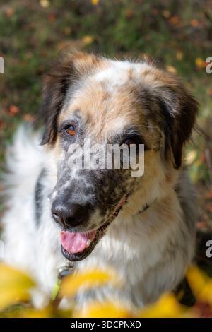Big fluffy dog portrait, colorful autumn forest outdoors walk Stock Photo
