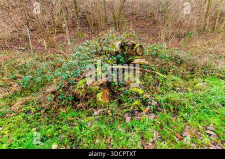 Moss-covered fallen logs and branches overgrown with ivy in a forest clearing Stock Photo