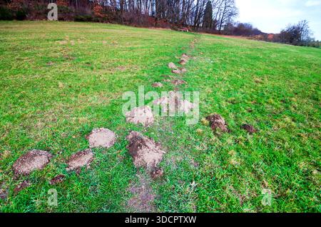 Molehills create a textured path across a grassy hillside with trees in the background Stock Photo