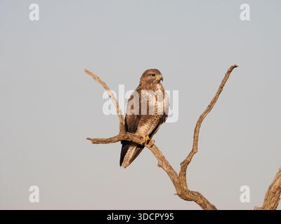 Common Buzzard (Buteo buteo) adult perched on tree branch, Spain, February Stock Photo