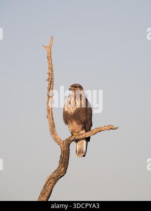 Common Buzzard (Buteo buteo) adult perched on tree branch, Spain, February Stock Photo