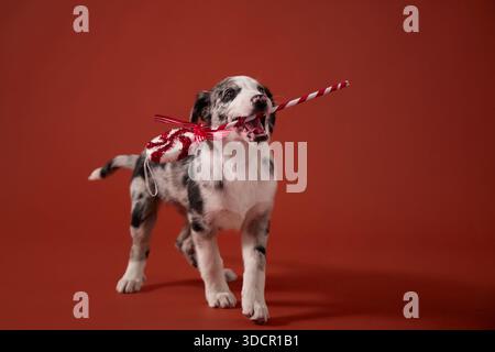 A playful puppy with a speckled coat holds a red-and-white rope toy resembling a candy cane in its mouth. The dog is mid-step and lit brightly against Stock Photo