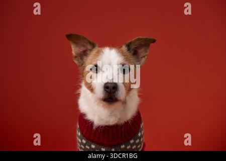 A close-up portrait of a Jack Russell Terrier wearing a knitted sweater is captured against a red background. The dog calm gaze and centered framing Stock Photo