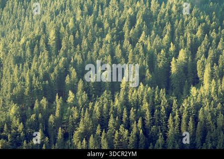 Vast green pine forest and spruce woodland in morning light seen from above at a distance Stock Photo