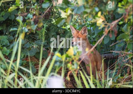 A young fox sits in the bushes and watches. Stock Photo