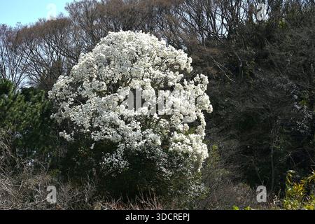 Kobus magnolia blossoms. A representative flowering tree that blooms white flowers in early spring and heralds the arrival of spring. Stock Photo