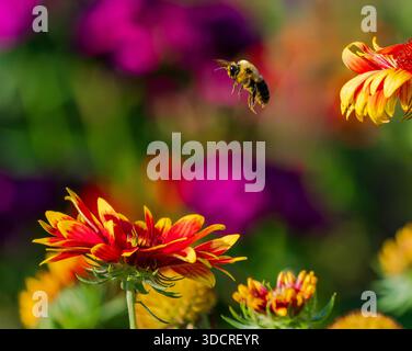 A Bumblebee flying in a colorful flower garden looking to land on a Gaillardia or Blanket flower below. Stock Photo