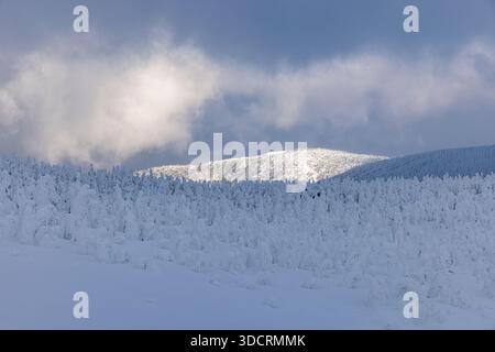 Ice-covered trees at Zao in Yamagata Prefecture Stock Photo