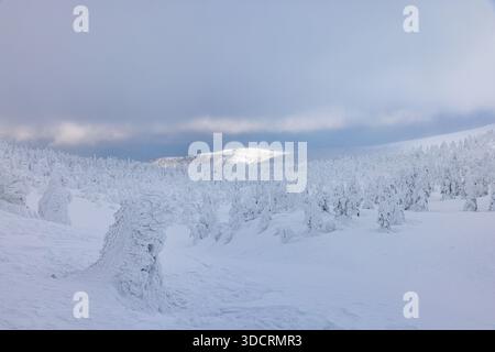 Ice-covered trees at Zao in Yamagata Prefecture Stock Photo