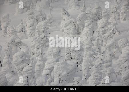 Ice-covered trees at Zao in Yamagata Prefecture Stock Photo