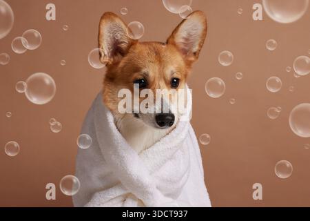 Cute corgi in white towel with soap bubbles after bath, pet grooming hygiene and spa care on beige studio background Stock Photo