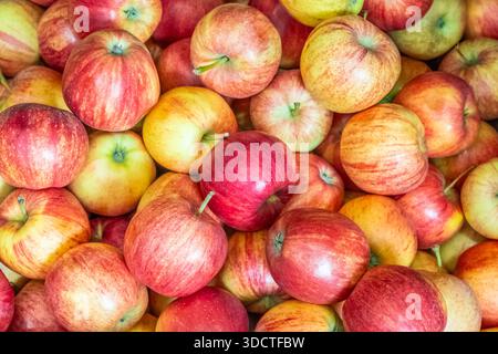 Fresh ripe red apples as background, top view. Organic Red apples, concept of fresh and healthy food. Nobody Stock Photo
