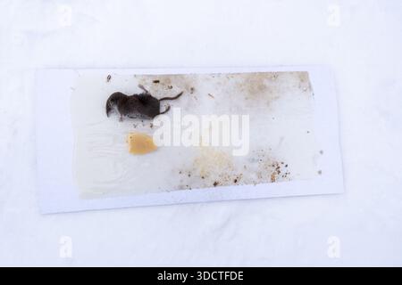 Small mouse in the mousetrap with cheese. Top view of mouse trying to escape on sticky trap. Stock Photo