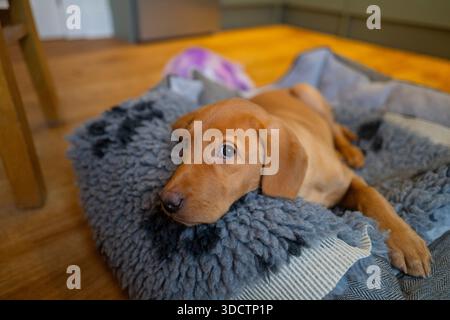 Twelve-week-old fox red lab pup keeping an eye on proceedings in the kitchen from his bed. Stock Photo