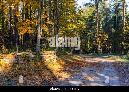 Bright autumn sunlight filtering through trees onto a forest road covered with fallen leaves next to a stack of cut logs. Stock Photo
