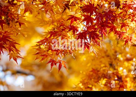 Japanese maple turning red and orange in autumn along hiking path to Jigokudani Yaen-Koen, Shibu Onsen, Yudanaka, Nagano, Japan Stock Photo
