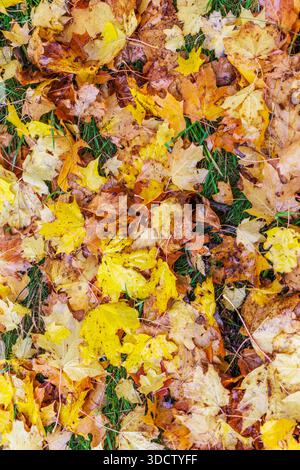 Golden maple foliage fallen on green grass after rain. Beautiful seasonal background representing autumn transition, nature patterns, and organic deco Stock Photo