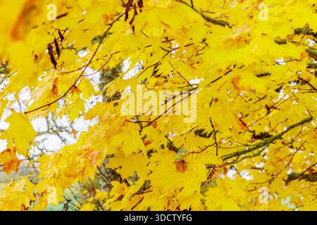 Golden maple foliage fallen on green grass after rain. Beautiful seasonal background representing autumn transition, nature patterns, and organic deco Stock Photo