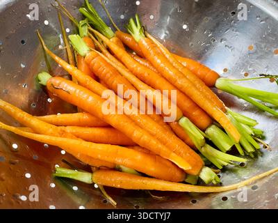 Long thin orange carrots with green leafy tips being washed in a colander Stock Photo
