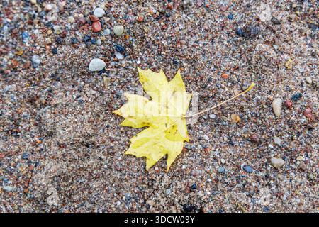 Close up of a single bright autumn leaf with raindrops on a coarse sand and pebble background. Concept of seasonal change, fragile nature, and spa tex Stock Photo