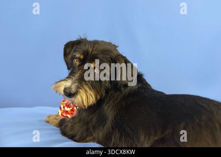 A black dog with toy looks back on a blue background, mixed breed dog, wire-haired dachshund terrier Havanese mix, male, Germany Stock Photo