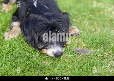 A curious dog is lying on the lawn looking at a small mouse, mixed breed, mixed breed dog, wire-haired dachshund terrier Havanese mix, male, Germany Stock Photo