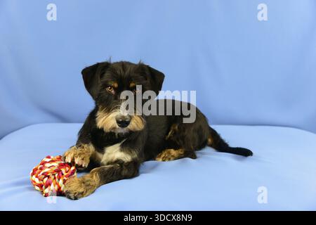 A black dog lies attentively on a blue background next to a toy, mixed breed dog, wire-haired dachshund terrier-Havanese mix, male, Germany Stock Photo