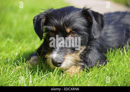 A dog looks at the picture with a relaxed look while lying in the grass, mixed breed dog, wire-haired dachshund terrier Havanese mix, male, Germany Stock Photo