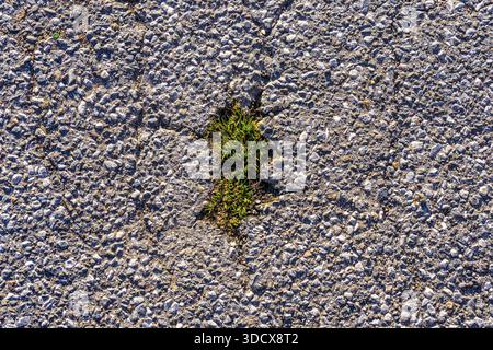 Grass grows in a gap in the asphalt surface, soil, with many, small cracks, roadway, parking lot Stock Photo