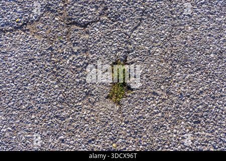 Grass grows in a gap in the asphalt surface, soil, with many, small cracks, roadway, parking lot Stock Photo