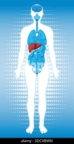 Medical vector illustration of human silhouette with internal organs, liver highlighted, blue gradient background Stock Vector