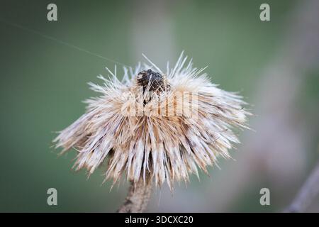 Close-up of dry seed heads of silver thistle (Carlina acaulis) and carline thistle (Carlina vulgaris). The straw-colored, star-shaped seed heads with Stock Photo